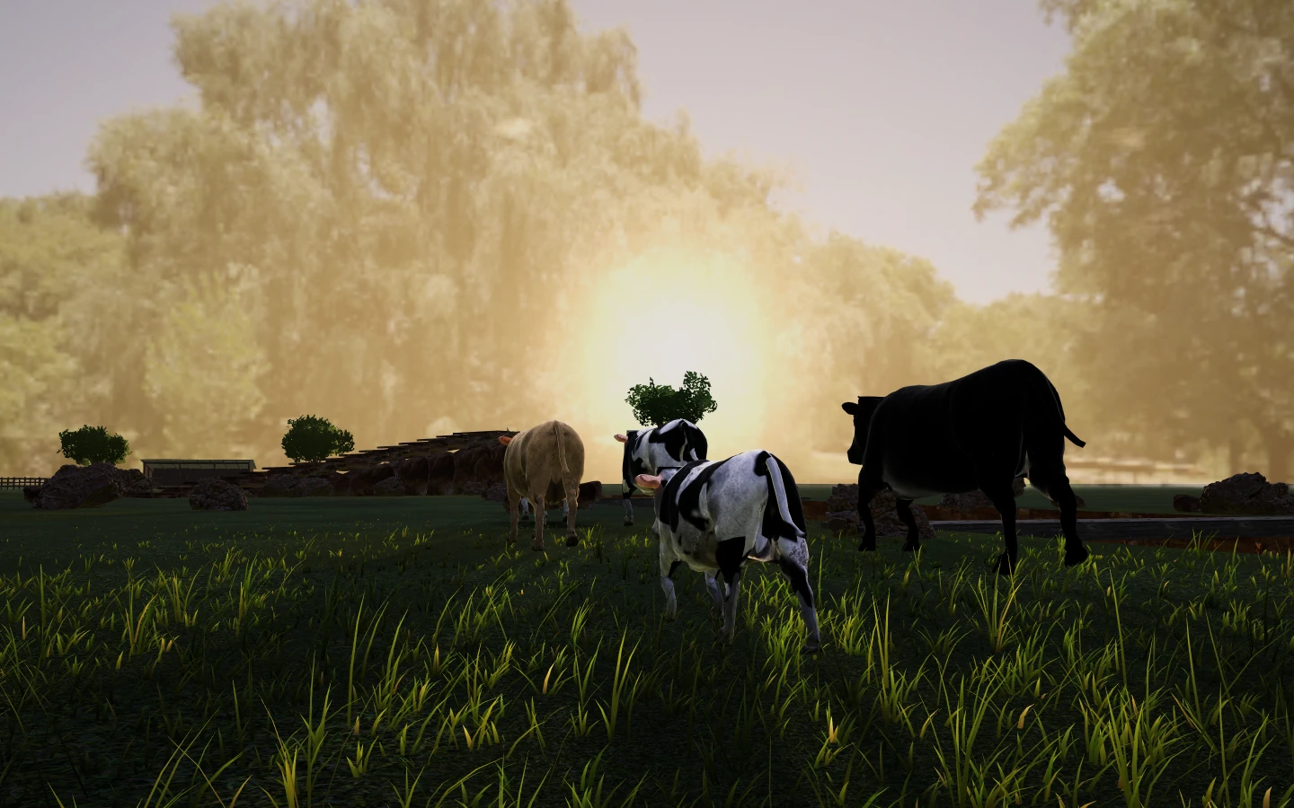 Six cows walking along the canyon rim into the low sun.